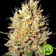 Crazy Miss Hyde - Samsara Seeds Crazy Miss Hyde - Samsara Seeds