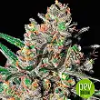 Green Love Potion - Samsara Seeds Green Love Potion - Samsara Seeds