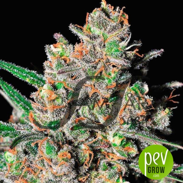 Green Love Potion - Samsara Seeds
