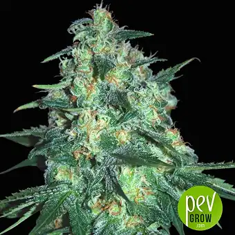 Jekyll Passion - Samsara Seeds