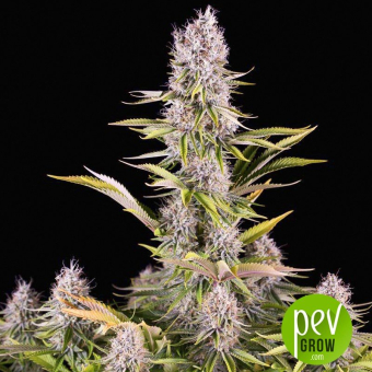 Amnesia Kush
