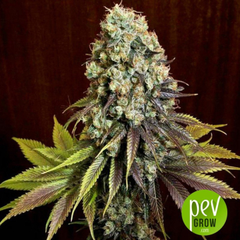 Blue Hash - Dinafem Seeds