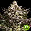 Blue Kush - Dinafem Seeds