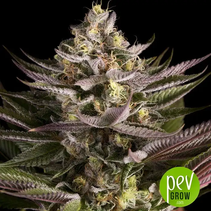 Blue Kush - Dinafem Seeds