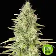 Critical Jack - Dinafem Seeds