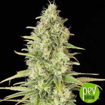 Critical Jack - Dinafem Seeds