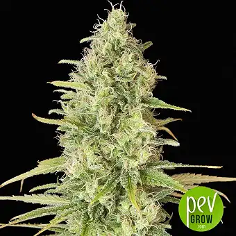 Critical Jack - Dinafem Seeds