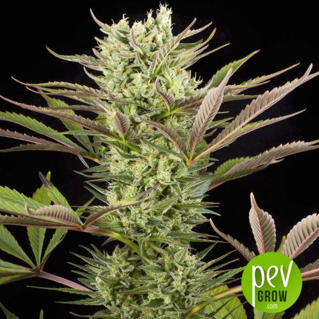 Deep Cheese - Dinafem Seeds