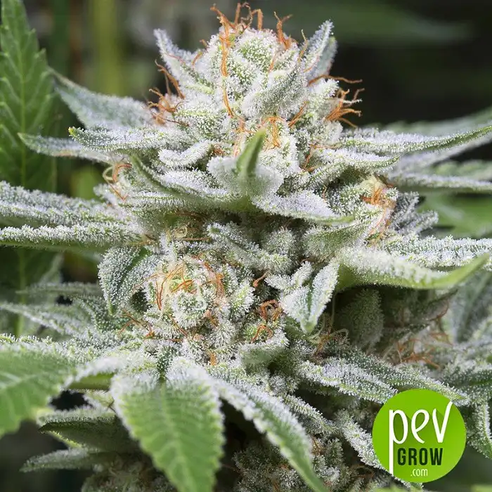 Gorilla - Dinafem Seeds