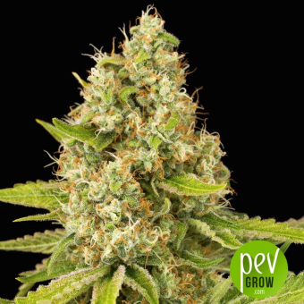 OG Kush - Dinafem Seeds