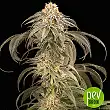 Purple Afghan Kush - Dinafem Seeds