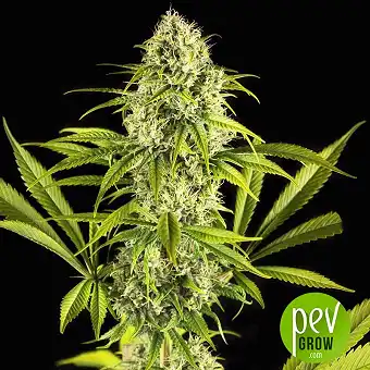 Royale Haze - Dinafem Seeds