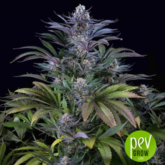 Super Silver - Dinafem Seeds
