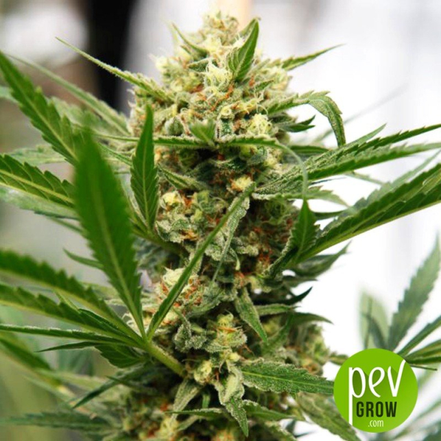 Sweet Deep Grapefruit - Dinafem Seeds