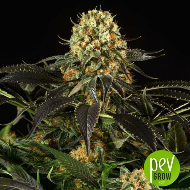 White Siberian - Dinafem Seeds