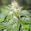 Devil Fruit - Medical Seeds Devil Fruit - Medical Seeds