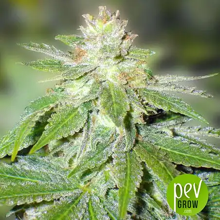 Devil Fruit - Medical Seeds