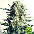 Critical 47 - Positronics