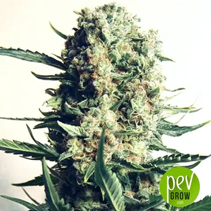 Critical 47 - Positronics