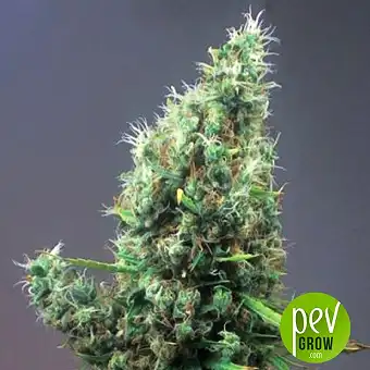 Cum Laude - Positronics