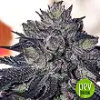 Gordo Master Kush - Positronics