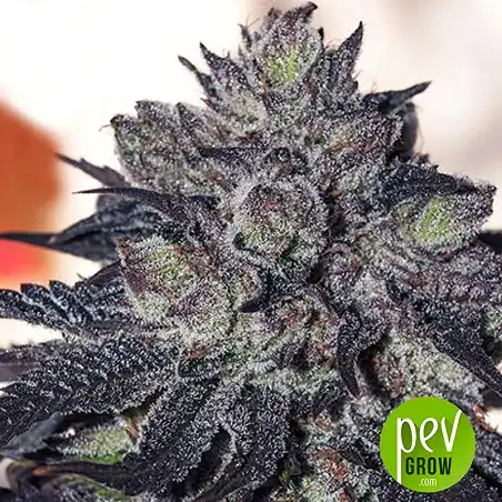 Gordo Master Kush - Positronics