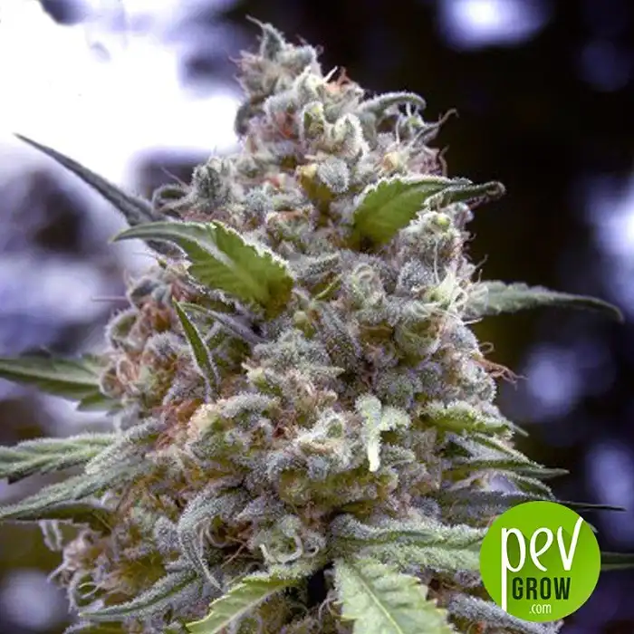 Grapefruit - Positronics