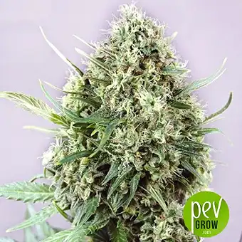 Jack Diesel - Positronics