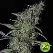 Somango 47 - Positronics