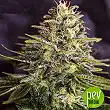 Sticky Dream - Positronics