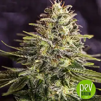 Sticky Dream - Positronics