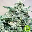 Super cheese - Positronics