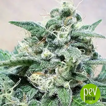 Super cheese - Positronics