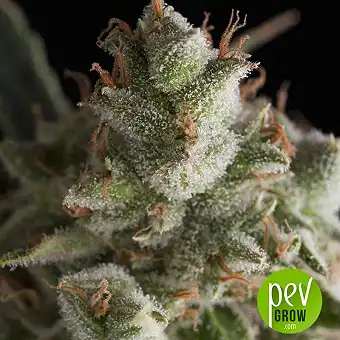 Fresh Candy - Pyramid Seeds