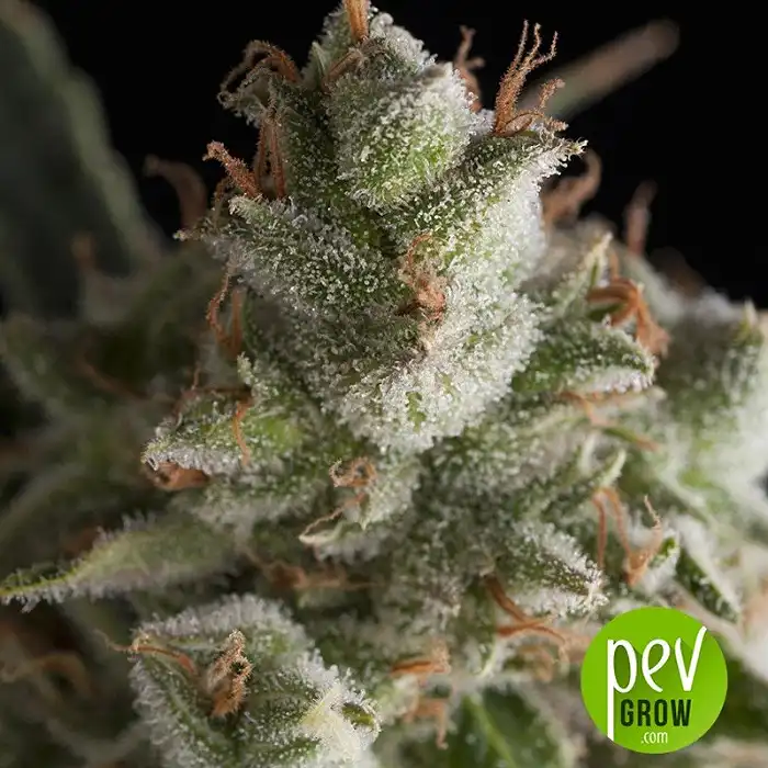 Fresh Candy - Pyramid Seeds