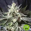 Black Jack - Sweet Seeds