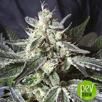 Black Jack - Sweet Seeds