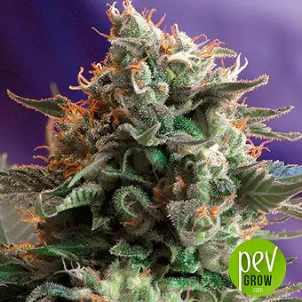 Jack 47 - Sweet Seeds