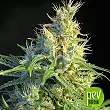 Psicodelicia - Sweet Seeds