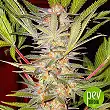 SAD F1 Fast Version - Sweet Seeds