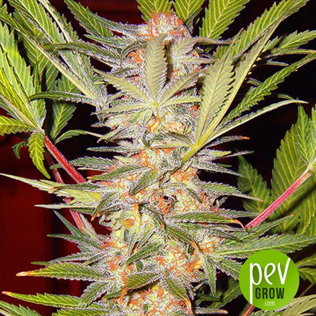 SAD F1 Fast Version - Sweet Seeds