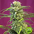 Sweet Tai - Sweet Seeds Sweet Tai - Sweet Seeds