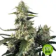 Quasar - Buddha Seeds
