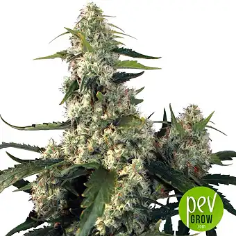 Quasar - Buddha Seeds