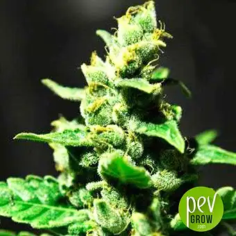 Doble AK 47 - Professional Seeds