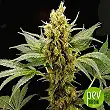 Pure Power Plant - Professional Seeds
