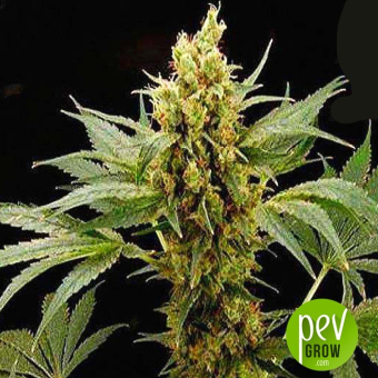 Pure Power Plant Professional Seeds