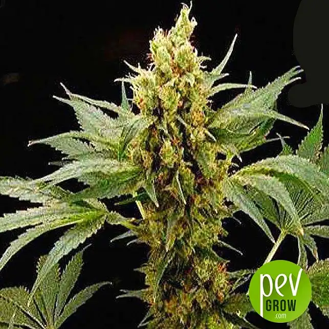 Pure Power Plant - Professional Seeds