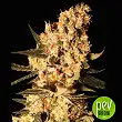 Jamaican Dream - Eva Seeds Jamaican Dream - Eva Seeds