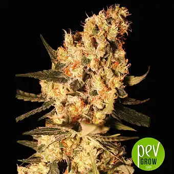 Jamaican Dream - Eva Seeds